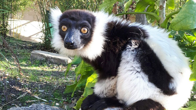 Meet the Lemurs Experience at Hobbledown Epsom for Two Image 3