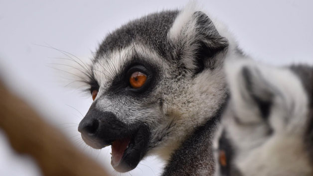 Meet the Lemurs Experience at Hobbledown Epsom for Two Image 2