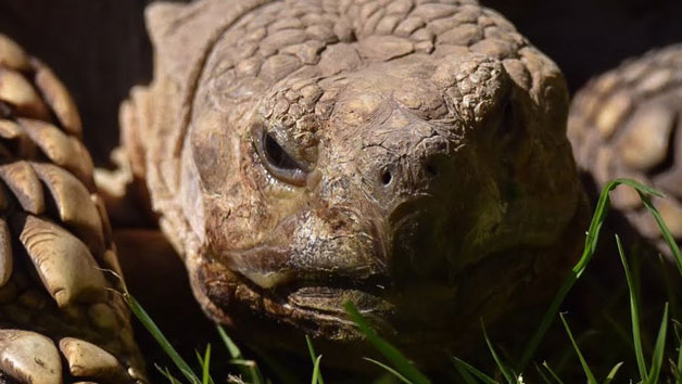 The Giant Tortoise Experience at Hobbledown Epsom for Two Image 2