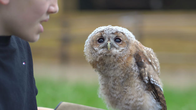 One Hour Falconry at Hobbledown Epsom for Two Image 2