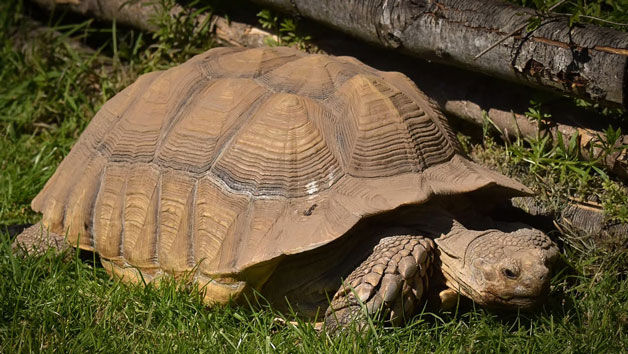 The Giant Tortoise Experience at Hobbledown Epsom for Two Image 3