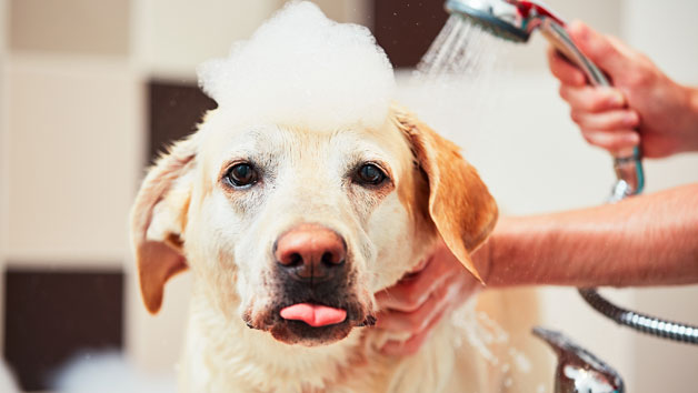 Click to view details and reviews for Dog Grooming Diploma Online Course For One Person.