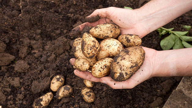 Online Peer Royal Horticultural Society Level 2 Plant Nutrition and Roots Course for One Person Image 5