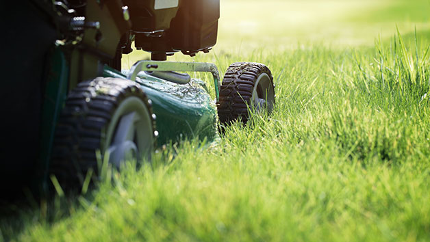 Online Expert Royal Horticultural Society Level 2 Plant Nutrition and Roots Course for One Person Image 4