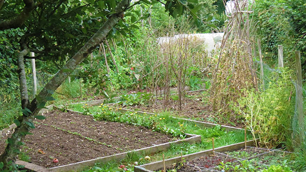 Online Self Sufficient Vegetable Gardening Course for One with an Expert Image 4