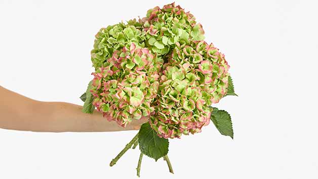 12-Month Arena Flowers Luxury Flower Subscription Image 4