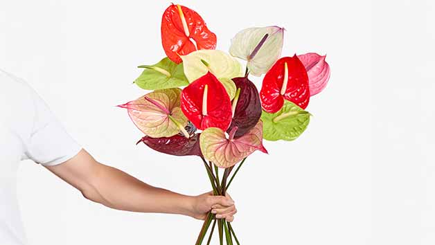 Three-Month Arena Flowers Luxury Flower Subscription Image 4