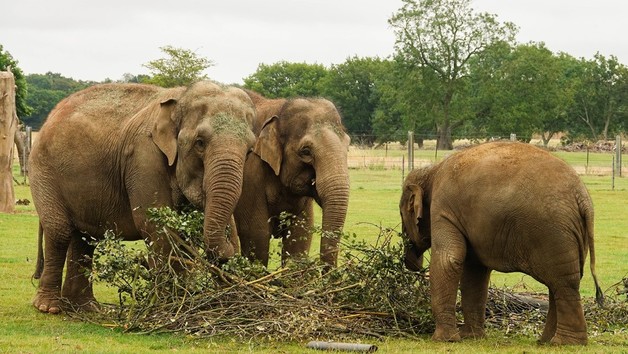 Entry For One Child To Whipsnade Zoo