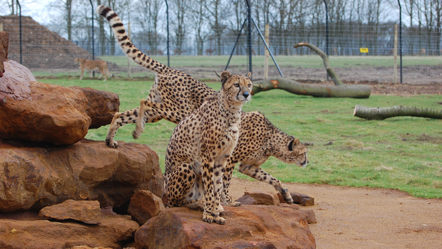 Entry For One Adult To Whipsnade Zoo