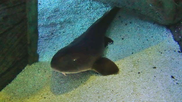 Child's Snorkelling Experience with Baby Sharks and Skegness Aquarium Entry Image 3