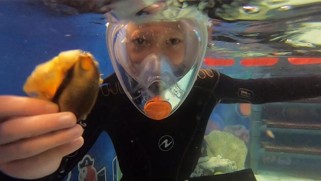 Child's Snorkelling Experience with Baby Sharks and Skegness Aquarium Entry Image 2