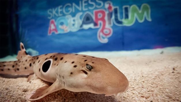 Child's Snorkelling Experience with Baby Sharks and Skegness Aquarium Entry Image 4