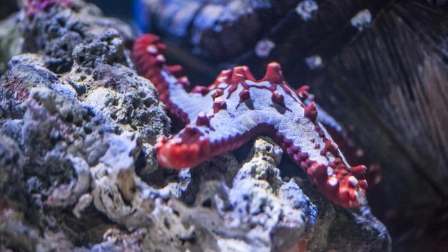 Child's Snorkelling Experience with Baby Sharks and Skegness Aquarium Entry Image 5