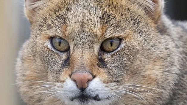 Wildcat Experience at Ark Wildlife Park for Two Image 3