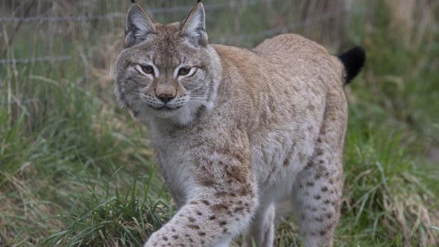 Wildcat Experience at Ark Wildlife Park for Two Image 2