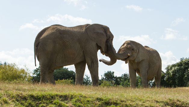 Digital Animal Adoption with Entry to Howletts Wild Animal Park for Two Adults Image 2