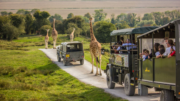 Click to view details and reviews for Digital Animal Adoption With Entry To Port Lympne Reserve And Safari For Two Adults.