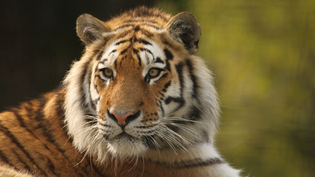 Digital Animal Adoption with Entry to Port Lympne Reserve and Safari for Two Adults Image 3