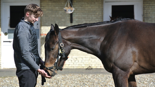 Behind The Scenes Tour Of Top Class Horse Racing Yard For Two With Darryll Holland