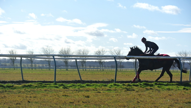 Behind the Scenes Tour of Top-Class Horse Racing Yard for Two with Darryll Holland Image 5