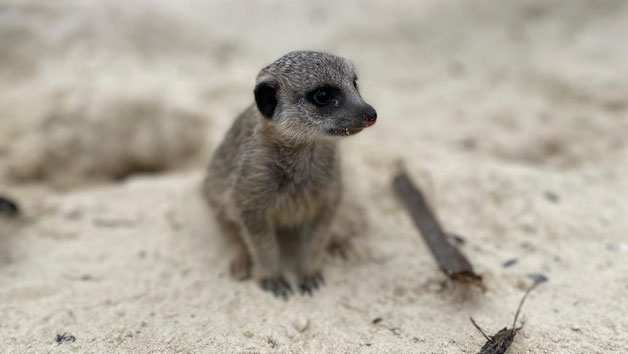 Click to view details and reviews for Meet The Meerkats At Hobbledown Heath Hounslow For Two.