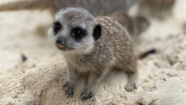 Click to view details and reviews for Feed The Meerkats At Hobbledown Epsom For Two.