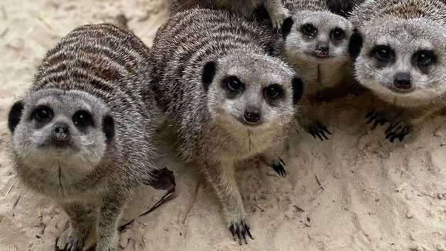 Meet the Meerkats at Hobbledown Heath Hounslow for Two Image 3