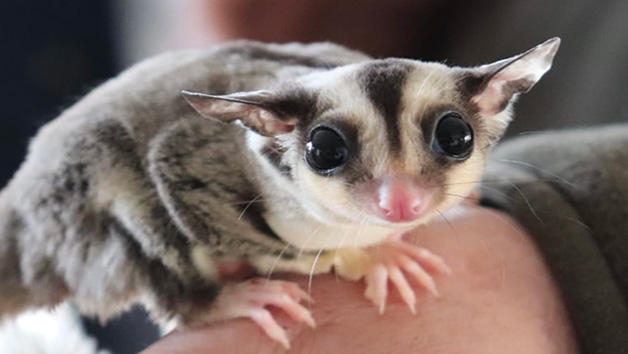 Meet Sugar Gliders for Two with The Animal Experience Image 1