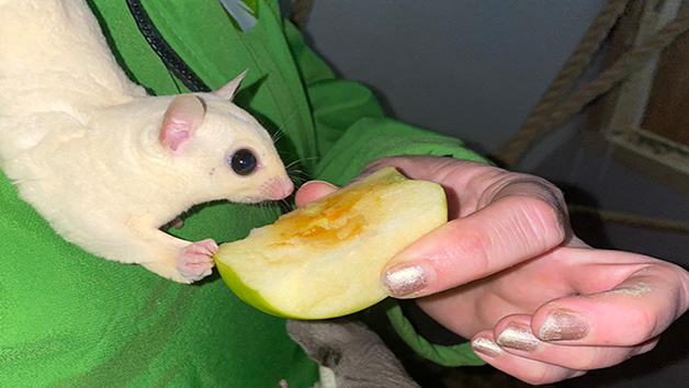 Meet Sugar Gliders for Two with The Animal Experience Image 3