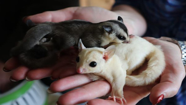 Meet Sugar Gliders for Two with The Animal Experience Image 4