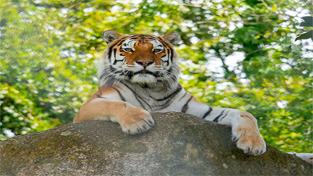 Meet the Tiger Experience at Dartmoor Zoo for Two Image 2