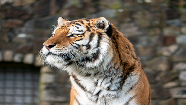 Meet the Tiger Experience at Dartmoor Zoo for Two Image 3