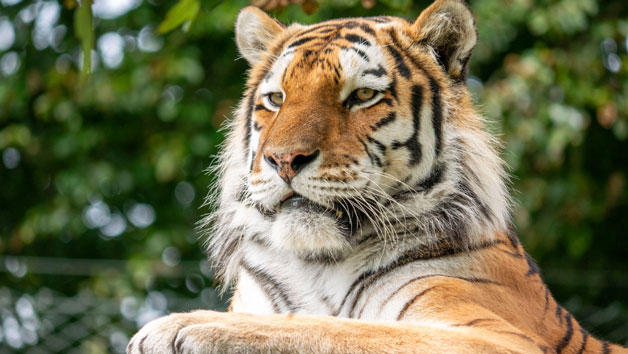 Meet the Tiger Experience at Dartmoor Zoo for Two Image 2