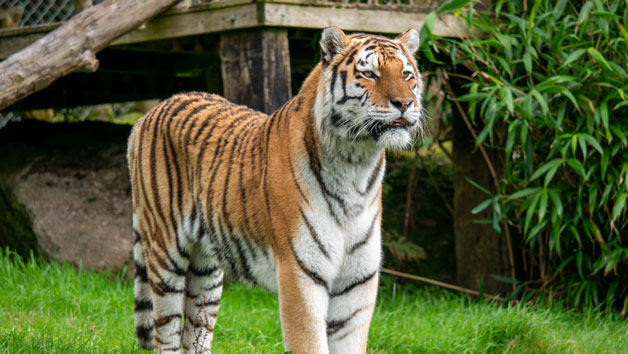 Meet the Tiger Experience at Dartmoor Zoo for Two Image 3