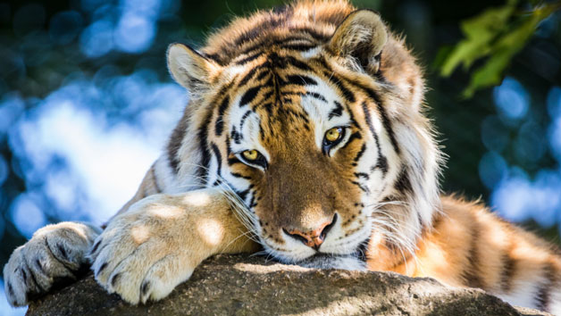 Meet the Tiger Experience at Dartmoor Zoo for Two Image 4