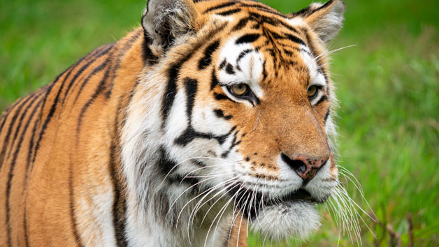 Meet the Tiger Experience at Dartmoor Zoo for Two Image 5