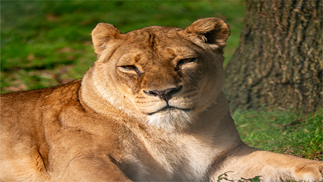 Carnivore Keeper Experience at Dartmoor Zoo for Two Image 2