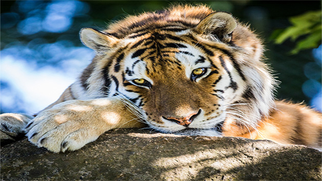 Carnivore Keeper Experience at Dartmoor Zoo for Two Image 3