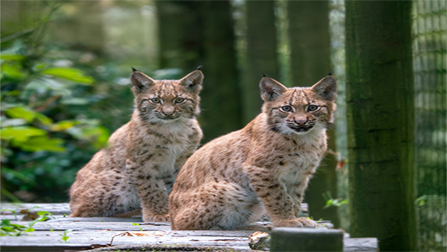 Carnivore Keeper Experience at Dartmoor Zoo for Two Image 5