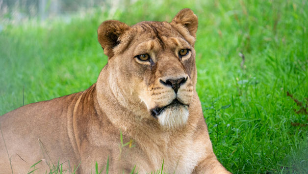 Big Cat Keeper Experience at Dartmoor Zoo for Two Image 3