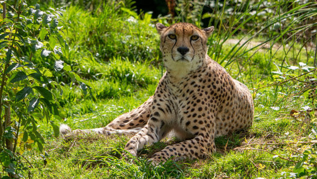 Carnivore Keeper Experience at Dartmoor Zoo for Two Image 4