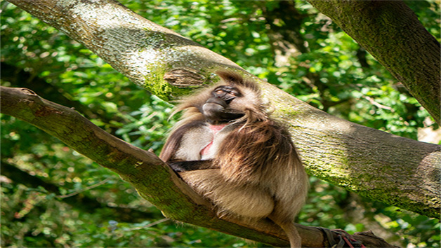 Keeper for a Day at Dartmoor Zoo for Two Image 5