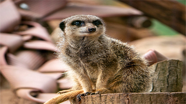 Keeper for a Day at Dartmoor Zoo for Two Image 3