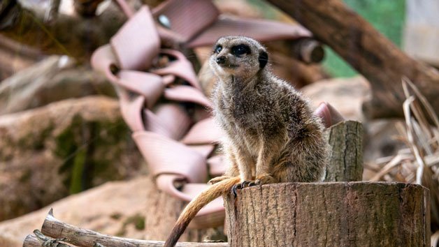 Keeper for a Day at Dartmoor Zoo for Two Image 1