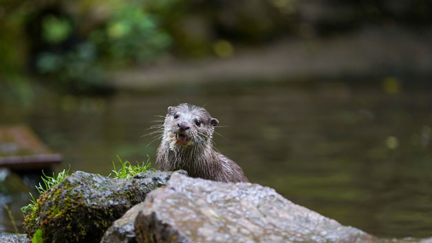 Keeper for a Day at Dartmoor Zoo for Two Image 5