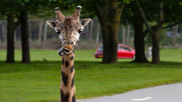 One Hour Rhino and Giraffe Up Close Encounter for Two with Admission to Woburn Safari Park Image 2