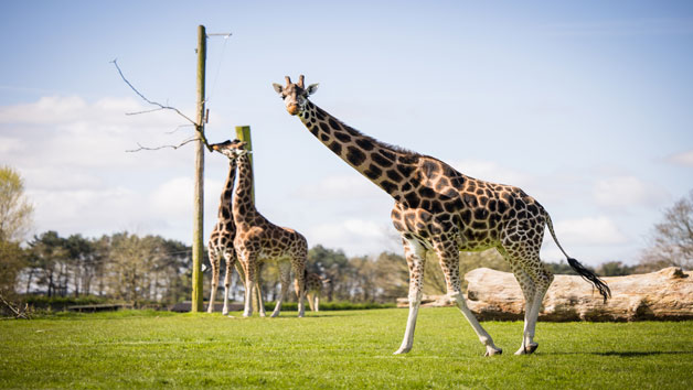 One Hour Rhino and Giraffe Up Close Encounter for Two with Admission to Woburn Safari Park Image 3