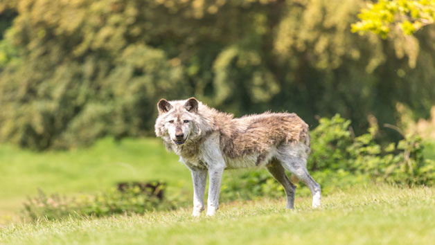 One Hour Carnivore Up Close Encounter for Two with Admission to Woburn Safari Park Image 3