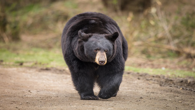 One Hour Carnivore Up Close Encounter for Two with Admission to Woburn Safari Park Image 4