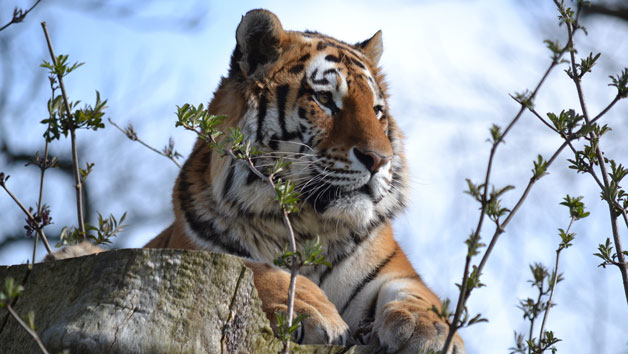 One Hour Carnivore Up Close Encounter for Two with Admission to Woburn Safari Park Image 2